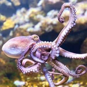 octopus farming – further reading if you’ve watched my octopus teacher