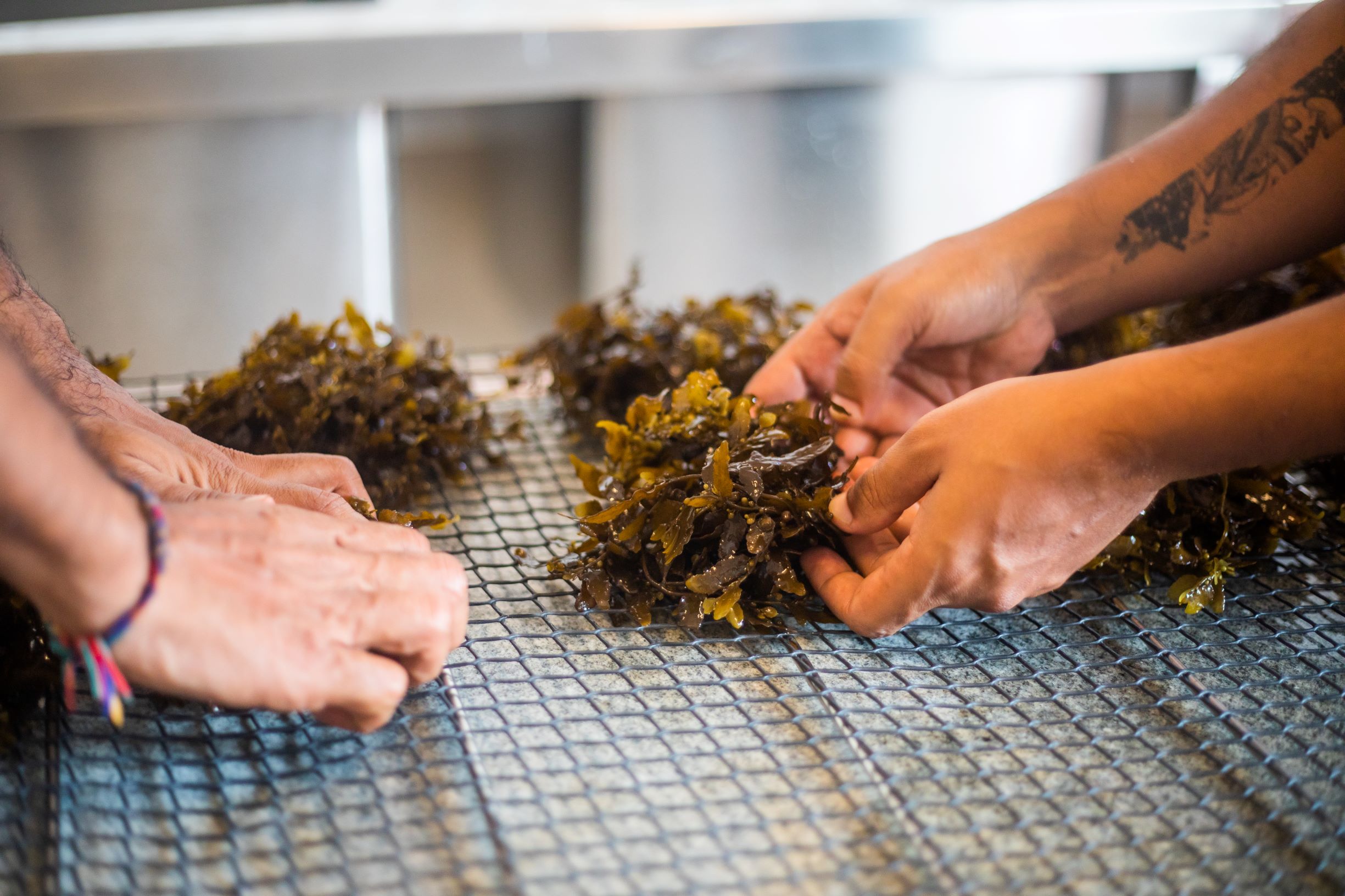 Gabriella Dcruz (The Good Ocean) explains Seaweed Farming in India