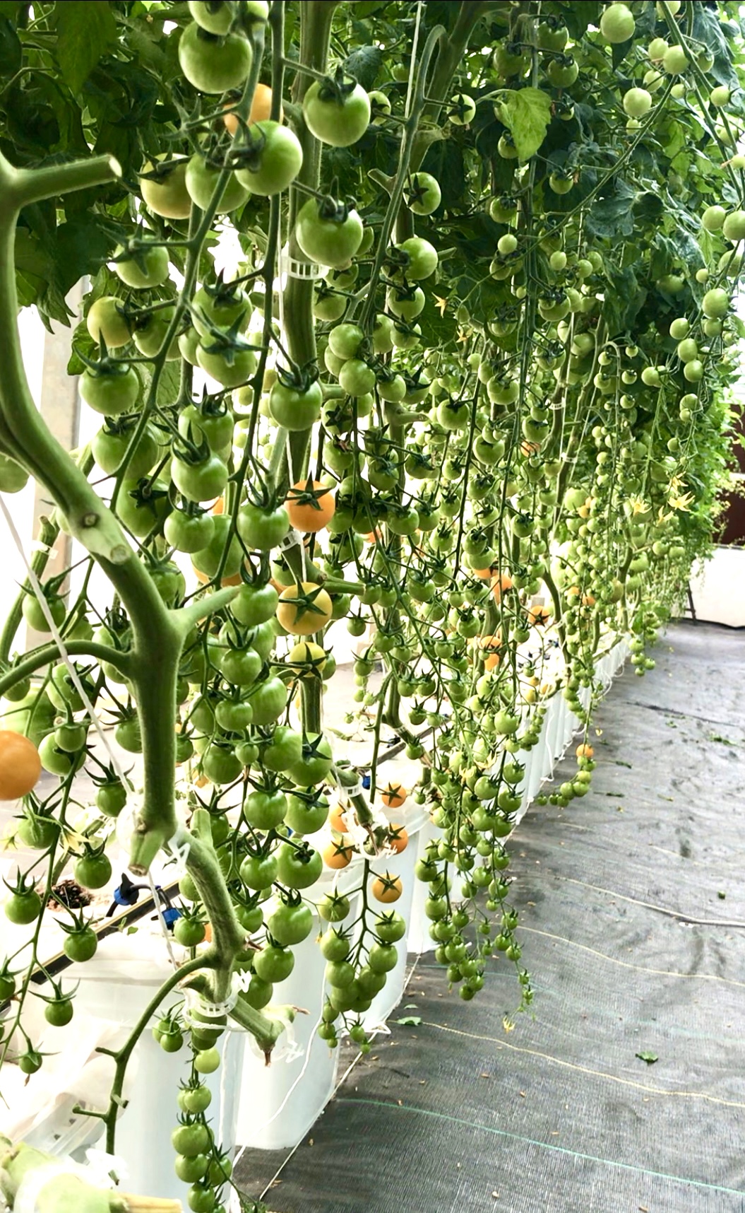 Vertical farming in india