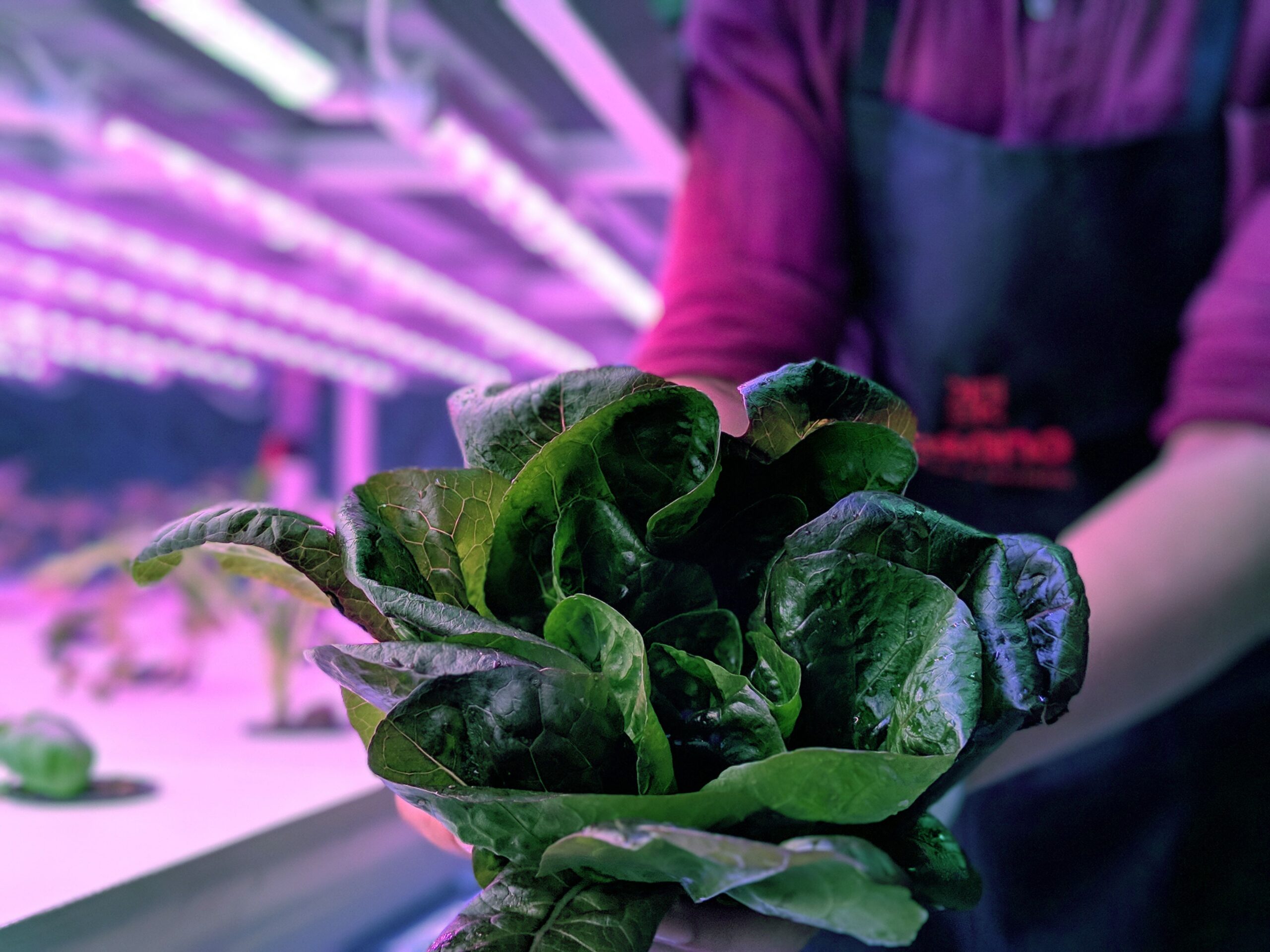 Vertical Farming - India - Kisano